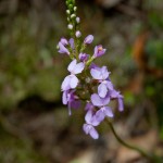national pass - blue mountains